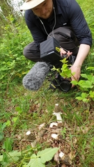 Phallus impudicus togatus