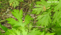 Nemophora staudingerella