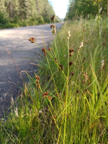 Image of Rhynchospora capitellata by (c) Quinten Wiegersma, some rights reserved (CC BY)