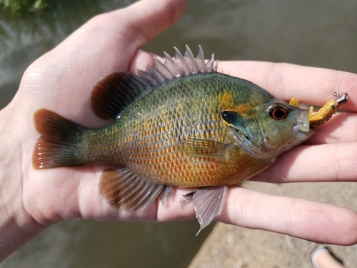 Redspotted Sunfish
