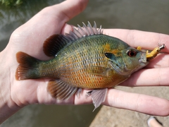 Redspotted Sunfish photo 3