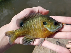 Bluegill photo 3