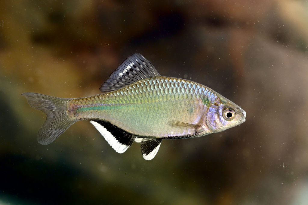 Tabira Bitterling