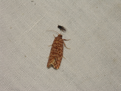 Lozotaeniodes formosana