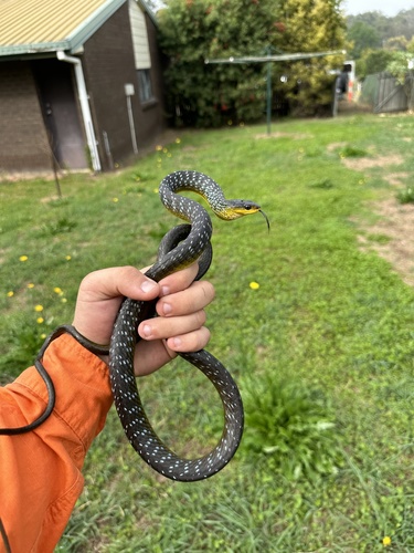 Common Tree Snake sighting
