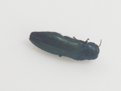 Agrilus sulcicollis