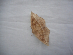 Eutrapela clemataria