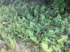 Cheilanthes viridis viridis