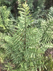 Cheilanthes viridis viridis