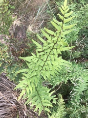 Cheilanthes viridis viridis
