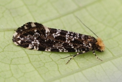 Triaxomera parasitella