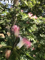 Calliandra riparia