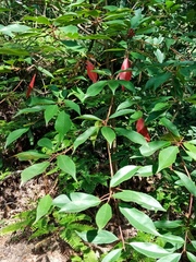 Elaeocarpus japonicus