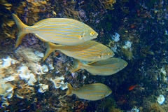Salema photo 2
