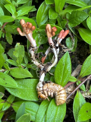 Ophiocordyceps sobolifera