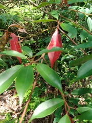 Elaeocarpus japonicus