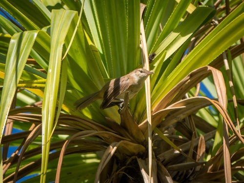 Acrocephalus atyphus observed 2024-08-08