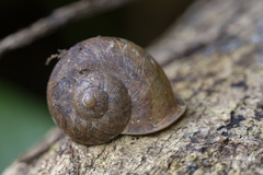 Cyclophorus perdix