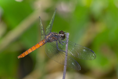 Lyriothemis cleis