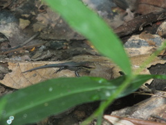 Eutropis macularia