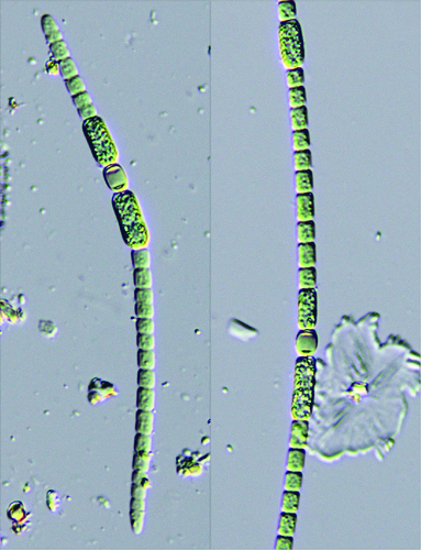 Anabaena torulosa observed 2014-09-16