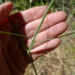 Perideridia kelloggii