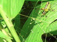 Conocephalus melaenus