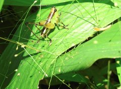 Conocephalus melaenus