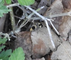 Dasymutilla arachnoides