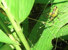 Conocephalus melaenus