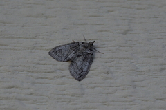 Hydriomena divisaria