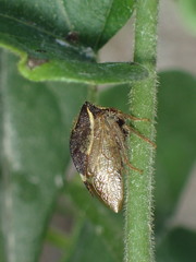 Stictocephala albescens