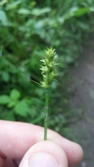 Carex cephaloidea