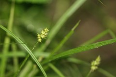 Carex cephaloidea