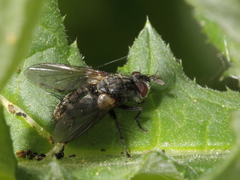 Phorocera