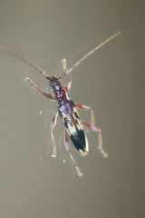 Coptocercus aberrans