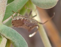Gonocerini