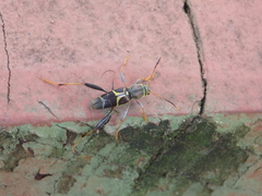 Neoclytus scutellaris