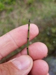 Equisetum variegatum
