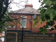 Columba livia domestica