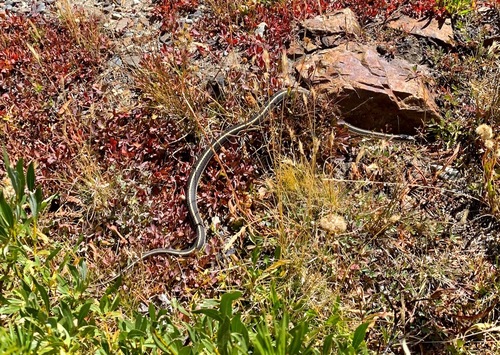 iNaturalist observation photo of Mountain Garter Snake