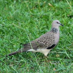 Streptopelia chinensis