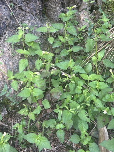 Torenia fordii, photograph 1