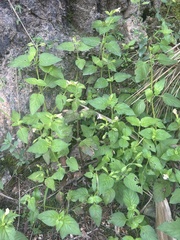 Torenia fordii, photograph eustreptospondylus, CC BY, iNaturalist via GBIF