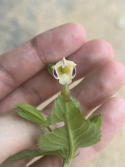 Torenia fordii, photograph eustreptospondylus, CC BY, iNaturalist via GBIF
