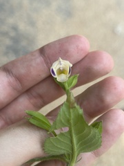 Torenia fordii, photograph eustreptospondylus, CC BY, iNaturalist via GBIF