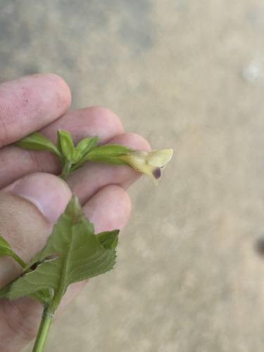 Torenia fordii, photograph 4