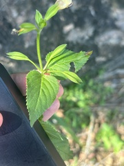 Torenia fordii, photograph eustreptospondylus, CC BY, iNaturalist via GBIF
