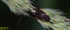 Deraeocoris ater