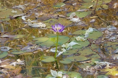 Nymphaea lukei